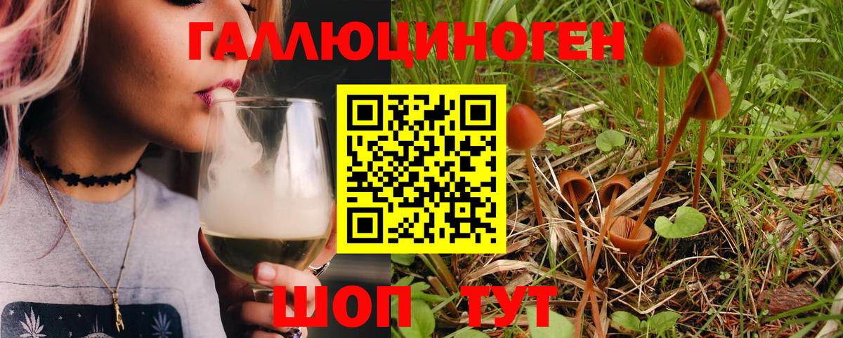 Псилоцибиновые грибы Psilocybe  Вход с VPN  Великие Луки 